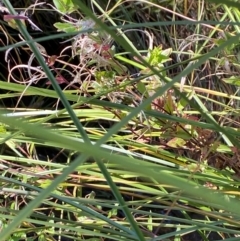 Epilobium pallidiflorum at Namadgi National Park - 25 Apr 2024