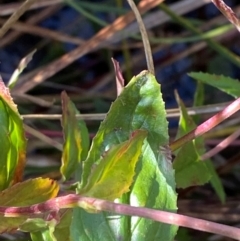 Epilobium pallidiflorum at Namadgi National Park - 25 Apr 2024 12:46 PM