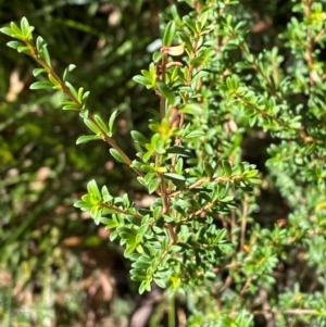 Baeckea utilis at Namadgi National Park - 25 Apr 2024