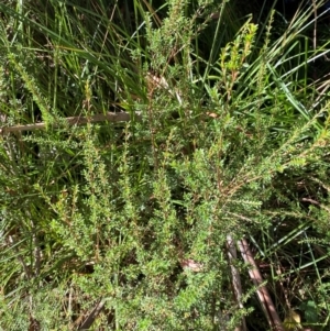 Baeckea utilis at Namadgi National Park - 25 Apr 2024