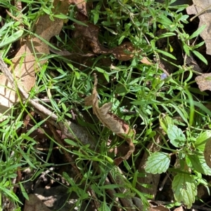 Wahlenbergia multicaulis at Namadgi National Park - 25 Apr 2024