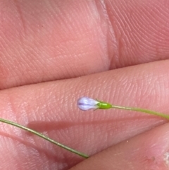 Wahlenbergia multicaulis at Namadgi National Park - 25 Apr 2024