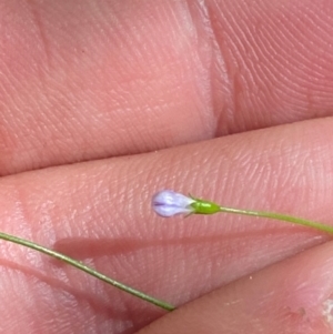 Wahlenbergia multicaulis at Namadgi National Park - 25 Apr 2024