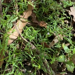 Wahlenbergia multicaulis at Namadgi National Park - 25 Apr 2024