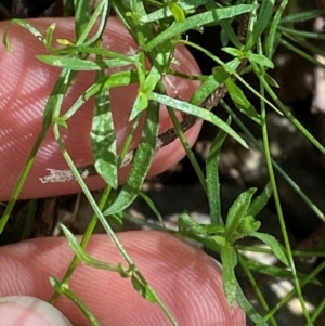 Wahlenbergia multicaulis at Namadgi National Park - 25 Apr 2024