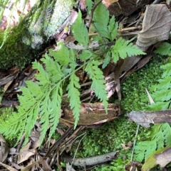 Asplenium gracillimum (Mother Spleenwort) at Uriarra Village, ACT - 25 Apr 2024 by Tapirlord