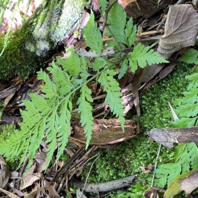 Asplenium gracillimum (Mother Spleenwort) at Uriarra Village, ACT - 25 Apr 2024 by Tapirlord