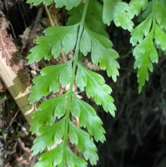 Asplenium gracillimum at Namadgi National Park - 25 Apr 2024