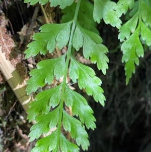 Asplenium gracillimum at Namadgi National Park - 25 Apr 2024