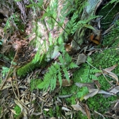 Asplenium gracillimum at Namadgi National Park - 25 Apr 2024