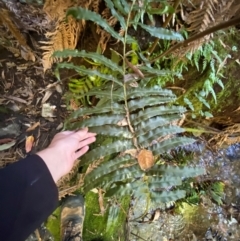 Blechnum minus (Soft Water Fern) at Uriarra Village, ACT - 25 Apr 2024 by Tapirlord