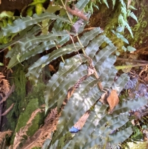 Blechnum minus at Namadgi National Park - 25 Apr 2024