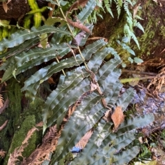 Blechnum minus at Namadgi National Park - 25 Apr 2024