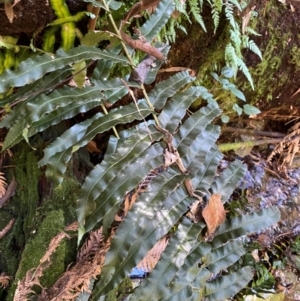 Blechnum minus at Namadgi National Park - 25 Apr 2024 11:08 AM