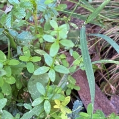 Galium leiocarpum (Maori Bedstraw) at Namadgi National Park - 25 Apr 2024 by Tapirlord