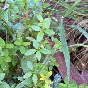 Galium leiocarpum at Namadgi National Park - 25 Apr 2024