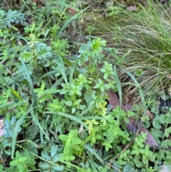 Galium leiocarpum at Namadgi National Park - 25 Apr 2024