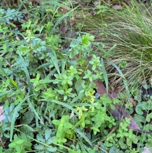 Galium leiocarpum at Namadgi National Park - 25 Apr 2024