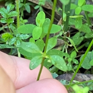 Galium leiocarpum at Namadgi National Park - 25 Apr 2024