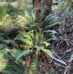 Blechnum nudum (Fishbone Water Fern) at Uriarra Village, ACT - 25 Apr 2024 by Tapirlord