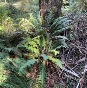 Blechnum nudum at Namadgi National Park - 25 Apr 2024