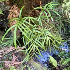 Pteris umbrosa at Namadgi National Park - 25 Apr 2024 10:47 AM