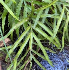 Pteris umbrosa at Namadgi National Park - 25 Apr 2024 10:47 AM