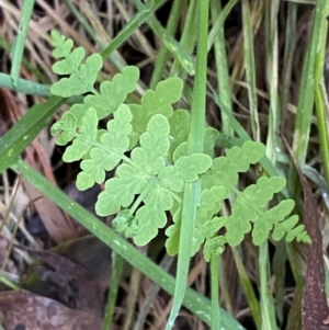 Histiopteris incisa at Uriarra Village, ACT - suppressed