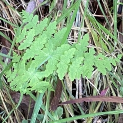 Histiopteris incisa at Uriarra Village, ACT - suppressed