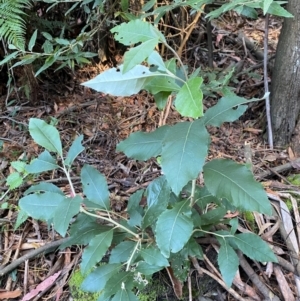 Olearia argophylla at Uriarra Village, ACT - 25 Apr 2024 10:10 AM