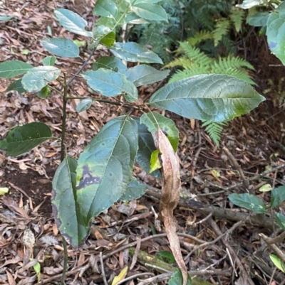 Hedycarya angustifolia (Austral Mulberry) at Uriarra Village, ACT - 25 Apr 2024 by Tapirlord