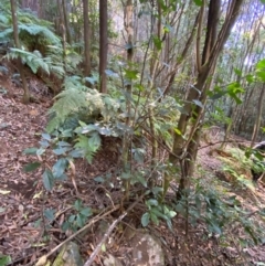 Hedycarya angustifolia at Uriarra Village, ACT - 25 Apr 2024