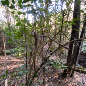 Hedycarya angustifolia at Uriarra Village, ACT - 25 Apr 2024