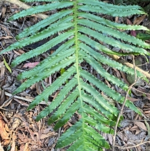 Blechnum cartilagineum at Uriarra Village, ACT - suppressed