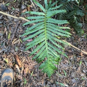 Blechnum cartilagineum at Uriarra Village, ACT - suppressed