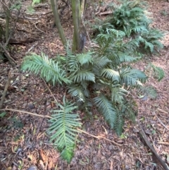 Blechnum cartilagineum at Uriarra Village, ACT - 25 Apr 2024