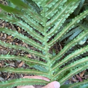 Blechnum cartilagineum at Uriarra Village, ACT - suppressed