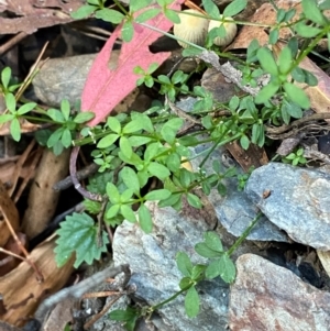 Galium leiocarpum at Uriarra Village, ACT - 25 Apr 2024