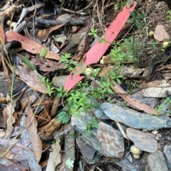 Galium leiocarpum at Uriarra Village, ACT - 25 Apr 2024 10:03 AM