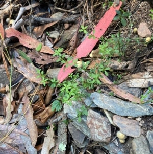 Galium leiocarpum at Uriarra Village, ACT - 25 Apr 2024 10:03 AM