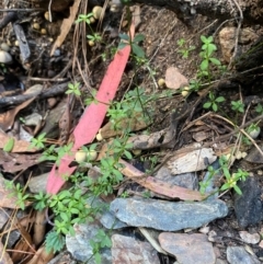 Galium leiocarpum at Uriarra Village, ACT - 25 Apr 2024 10:03 AM