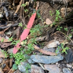 Galium leiocarpum at Uriarra Village, ACT - 25 Apr 2024