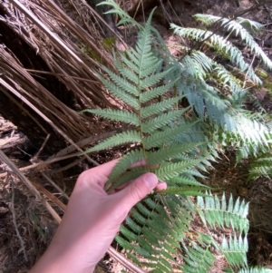 Cyathea australis subsp. australis at Uriarra Village, ACT - suppressed