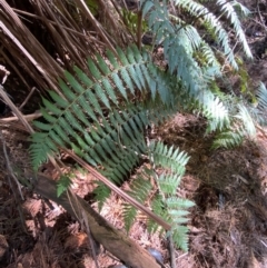 Cyathea australis subsp. australis at Uriarra Village, ACT - 25 Apr 2024