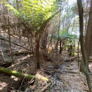 Cyathea australis subsp. australis at Uriarra Village, ACT - suppressed