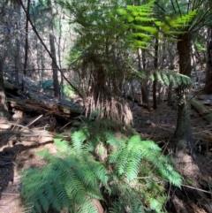 Cyathea australis subsp. australis at Uriarra Village, ACT - 25 Apr 2024