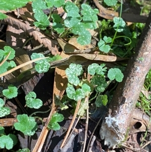 Hydrocotyle hirta at Uriarra Village, ACT - 25 Apr 2024 09:34 AM