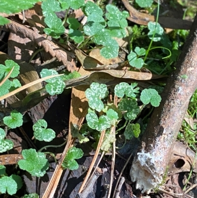 Hydrocotyle hirta (Hairy Pennywort) at Uriarra Village, ACT - 25 Apr 2024 by Tapirlord