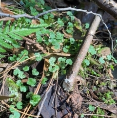 Hydrocotyle hirta at Uriarra Village, ACT - 25 Apr 2024 09:34 AM