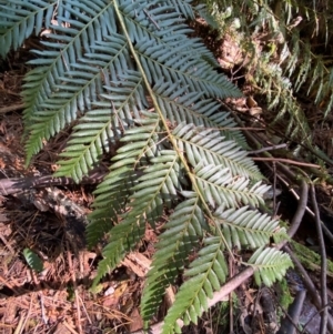 Todea barbara at Uriarra Village, ACT - suppressed